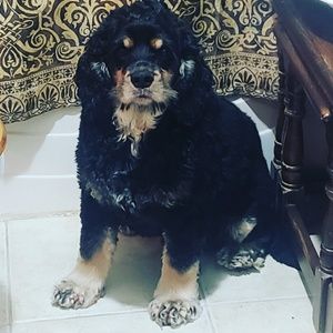 Meet your Posher, Robert